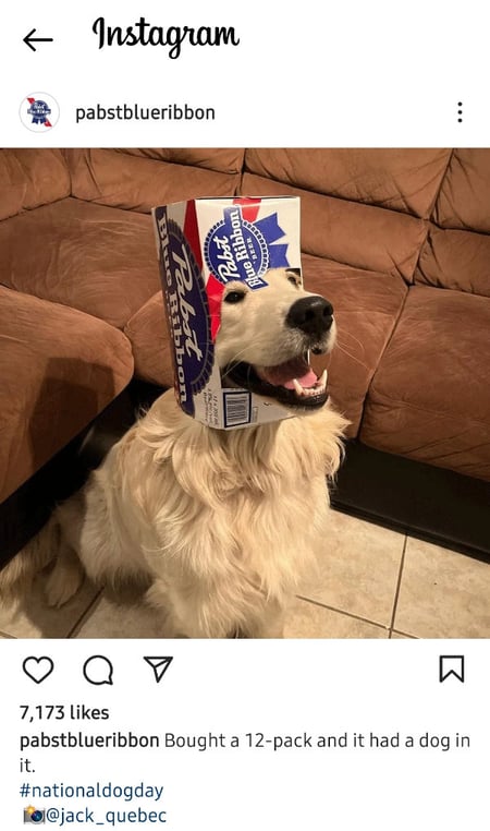 An Instagram post by Pabst Blue Ribbon of a dog with an empty case of Pabst beer on its head.